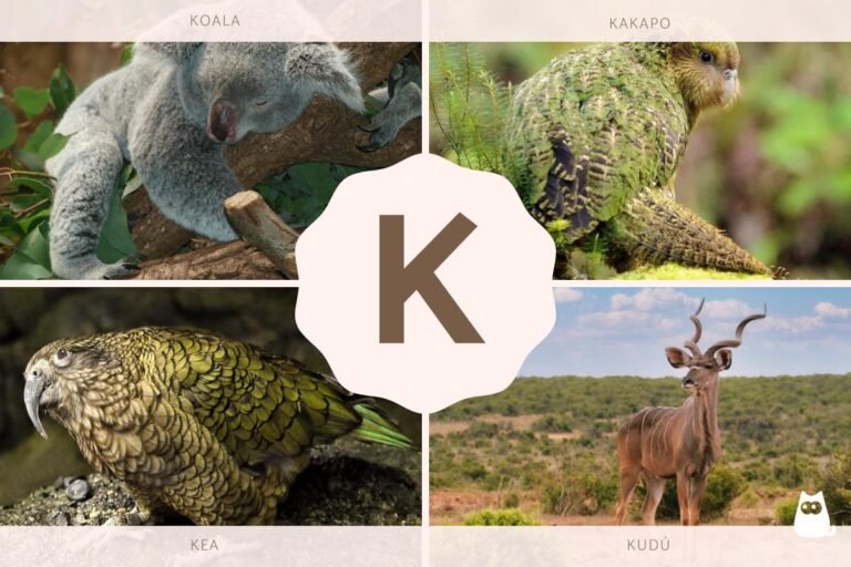 Cuáles son algunas palabras que comienzan con la letra K 17 animales y objetos que empiezan con k