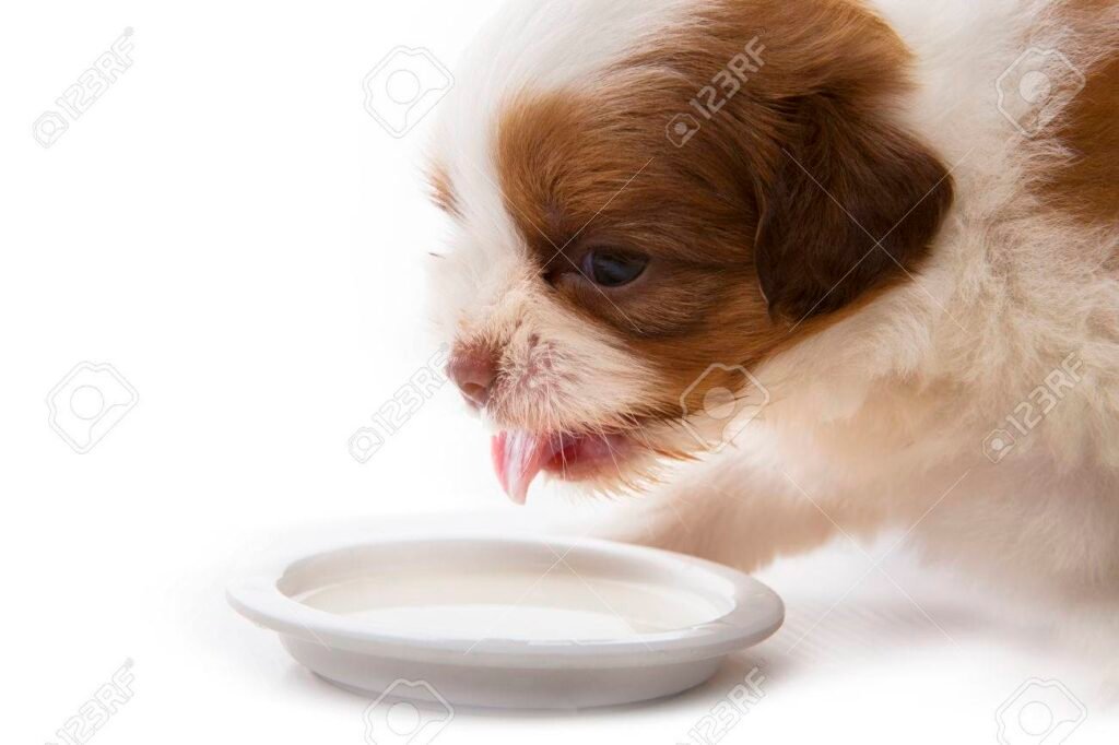 Es Royal Canin Shih Tzu Puppy la mejor comida para cachorros 1 cachorro shih tzu comiendo en un plato