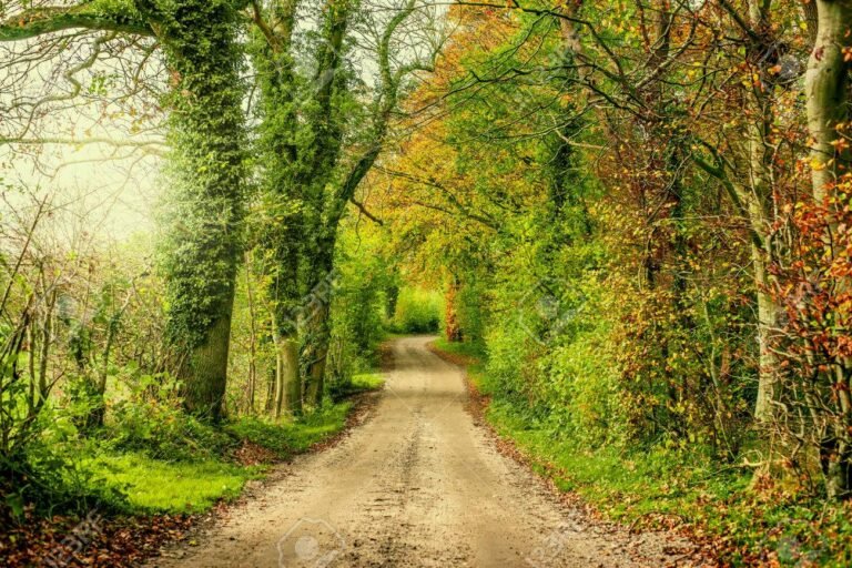 camino rodeado de naturaleza y esperanza