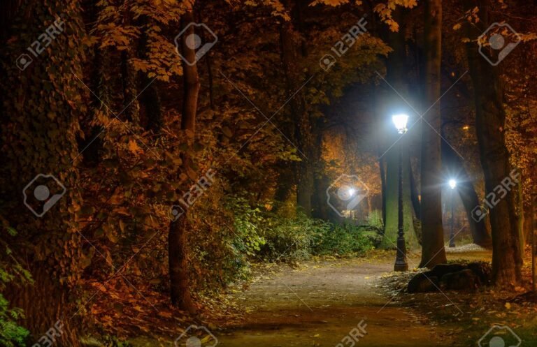 caminos en un bosque iluminado