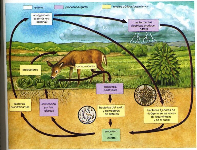 ciclo de vida en la naturaleza