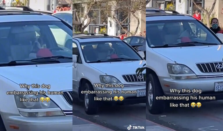 Cuáles son las opciones de claxon de tráiler para mi carro 21 claxon de trailer en un carro moderno