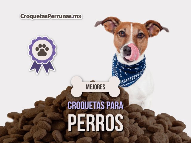 Dónde puedo comprar croquetas para perro Member's Mark en México 6 Dónde puedo comprar croquetas para perro Member’s Mark en México