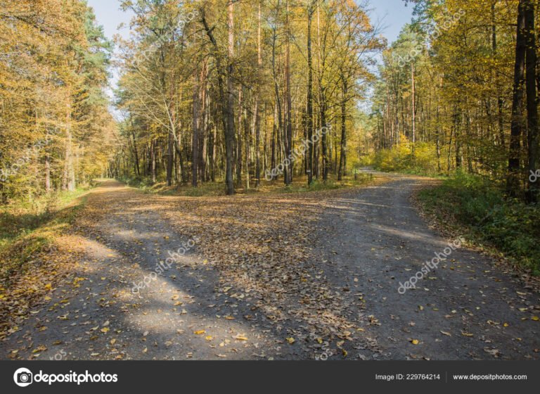 dos caminos divergen en un bosque