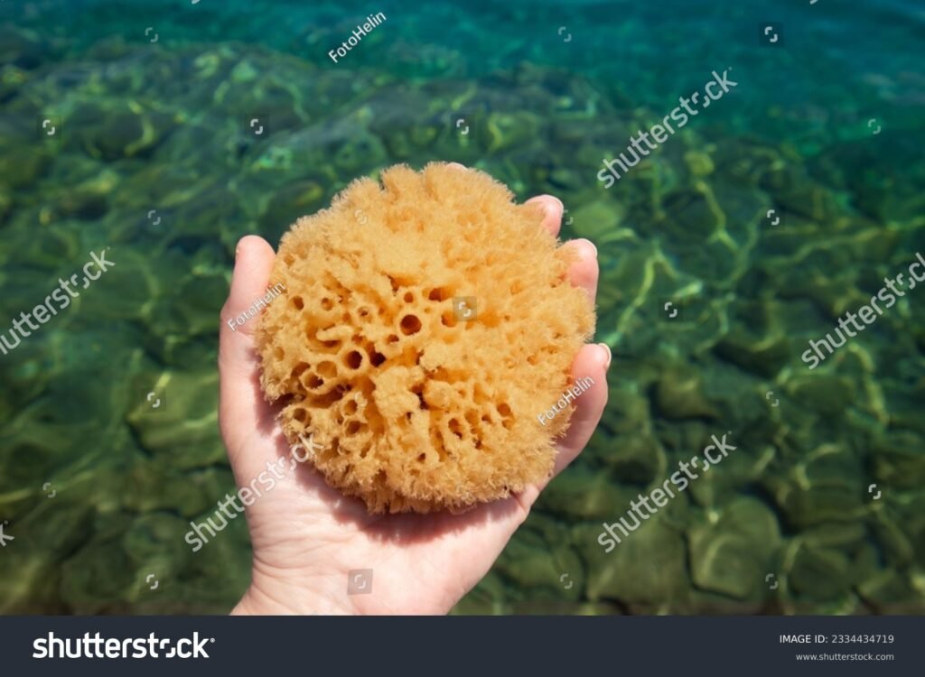 Qué beneficios ofrece usar una esponja de mar para el baño 4 Qué beneficios ofrece usar una esponja de mar para el baño
