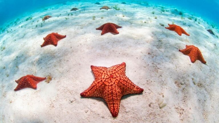estrella de mar sobre fondo marino