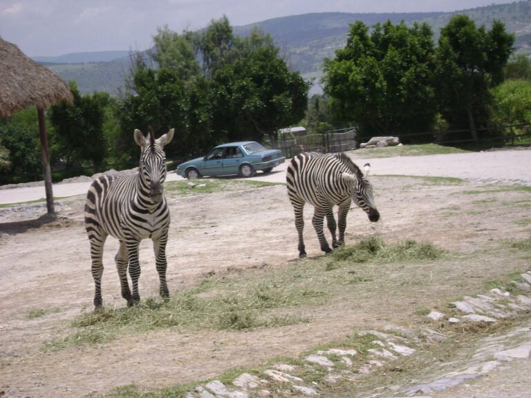 Qué necesitas saber sobre los viajes a Africam Safari Puebla 11 fauna salvaje en africam safari puebla