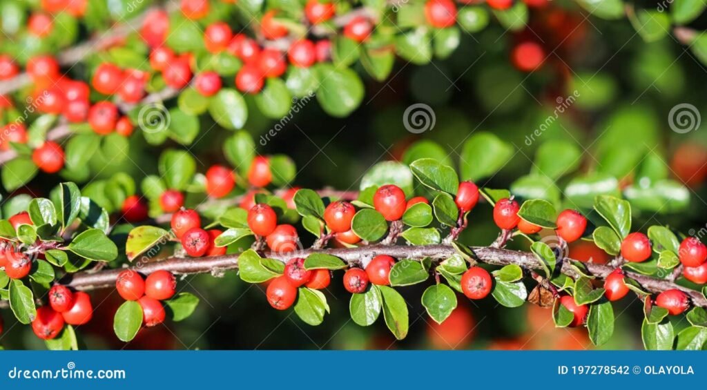 Dónde comprar jabón líquido Grisi de frutos rojos y sus beneficios 5 Dónde comprar jabón líquido Grisi de frutos rojos y sus beneficios