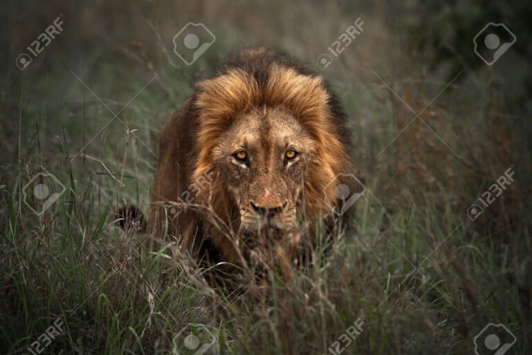 leon en la selva acechando su presa