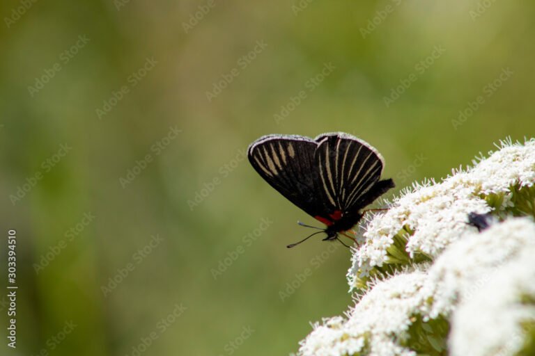 Qué Significa Encontrar una Mariposa Negra en Tu Casa 14 mariposa negra posada sobre una flor