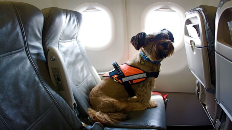 Viva Aerobus permite viajar con mascotas de apoyo emocional 4 mascota viajando en avion con dueno