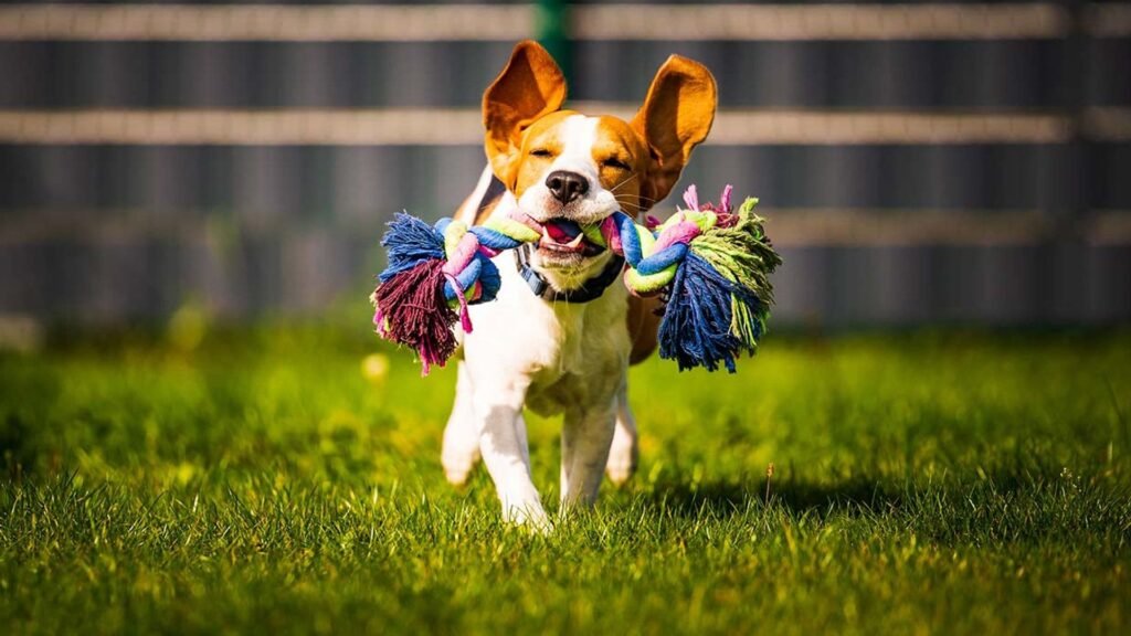 Qué juguetes son los favoritos en La Vida Secreta de Tus Mascotas