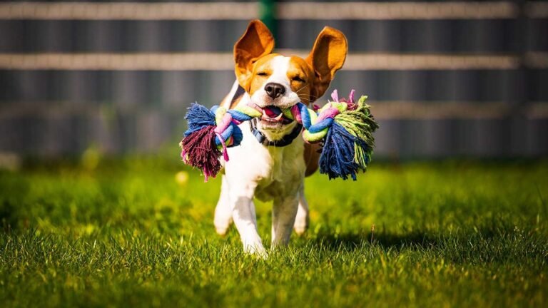 mascotas jugando con sus juguetes favoritos