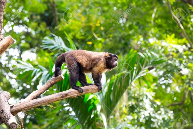 mono en su habitat natural