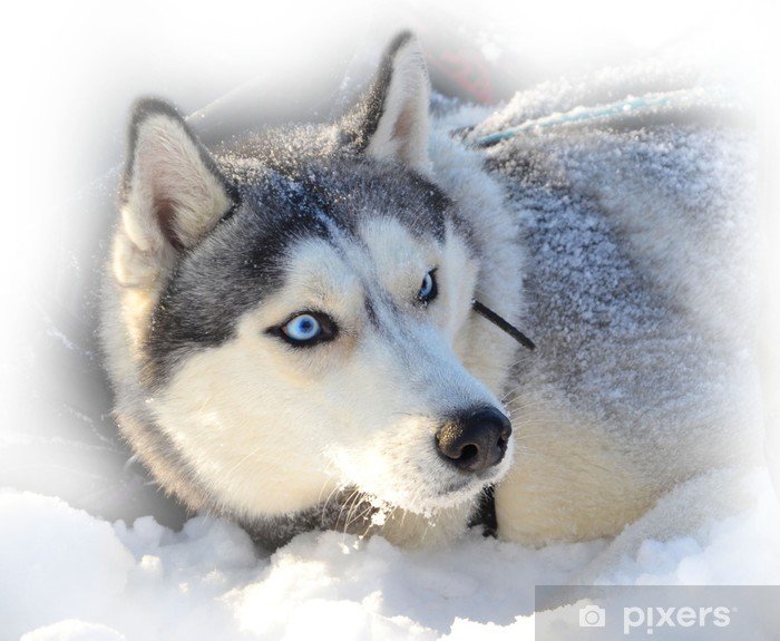 Qué enseñanzas nos deja "Los ojos del perro siberiano" en su historia 17 ojos de perro siberiano en la nieve