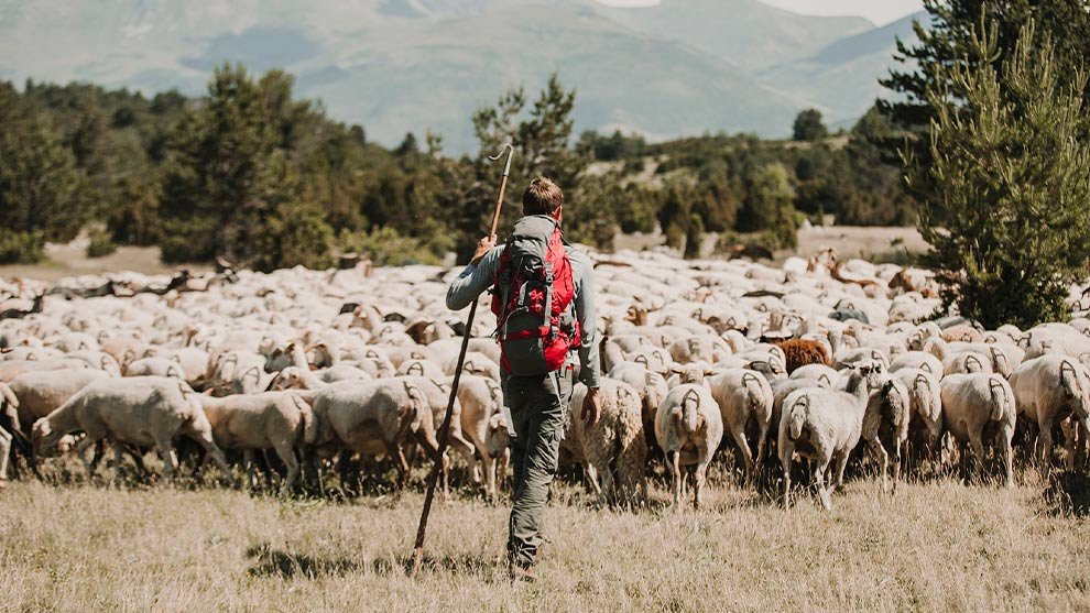 De qué trata el versículo "Mis ovejas oyen mi voz" en la Biblia 1 ovejas siguiendo a un pastor