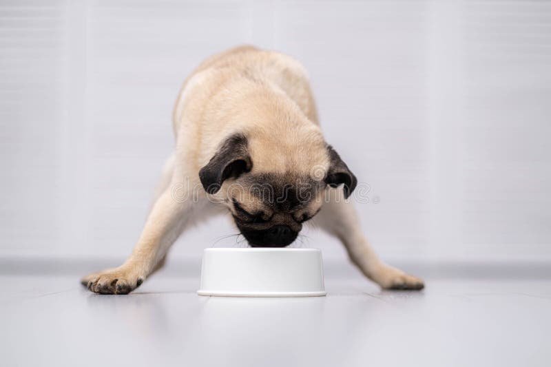 Es recomendable el alimento para perro con carne fresca 7 Es recomendable el alimento para perro con carne fresca