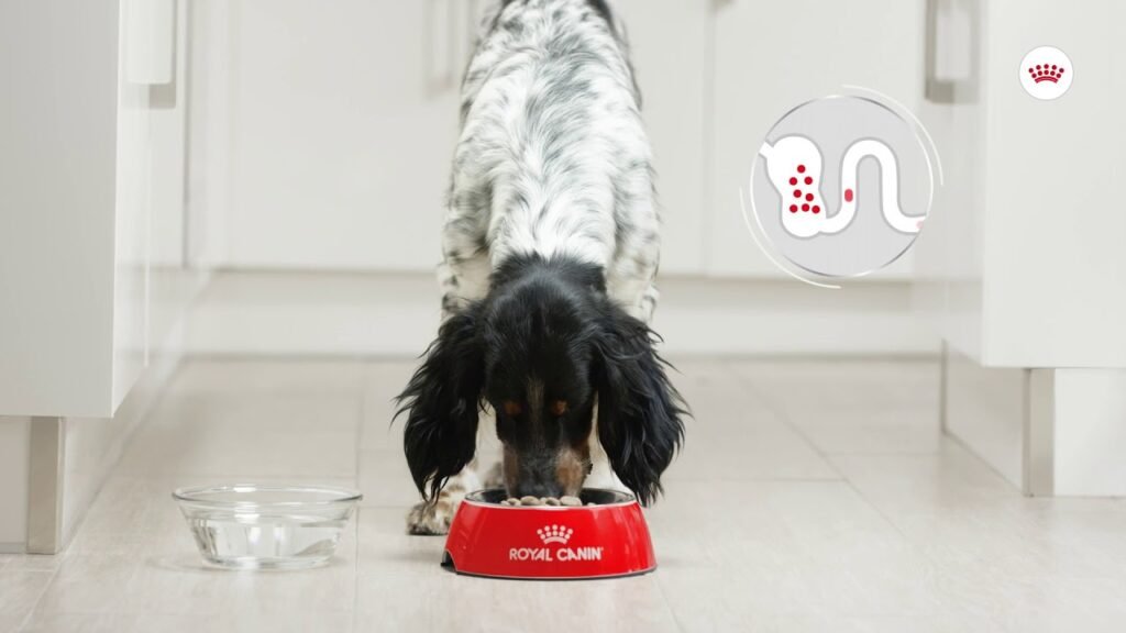 Dónde puedo comprar croquetas para perro Royal Canin en línea