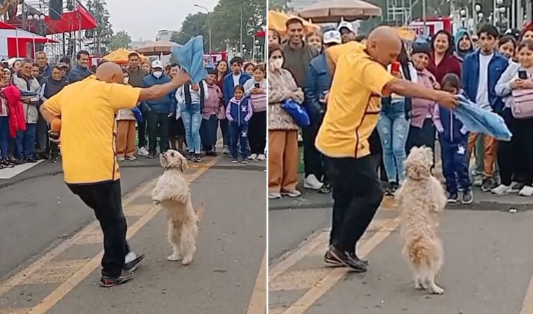 perro fuerte en una escena de baile