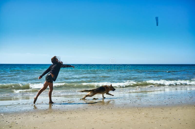 perro jugando en la playa soleada