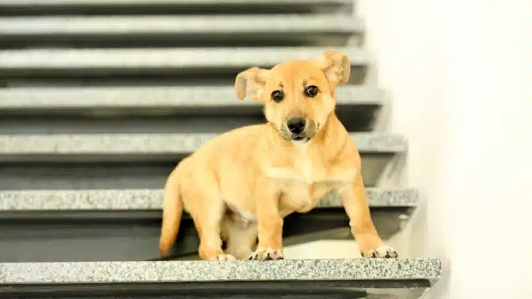Cómo elegir las mejores escaleras para perros que suban a la cama 7 Cómo elegir las mejores escaleras para perros que suban a la cama