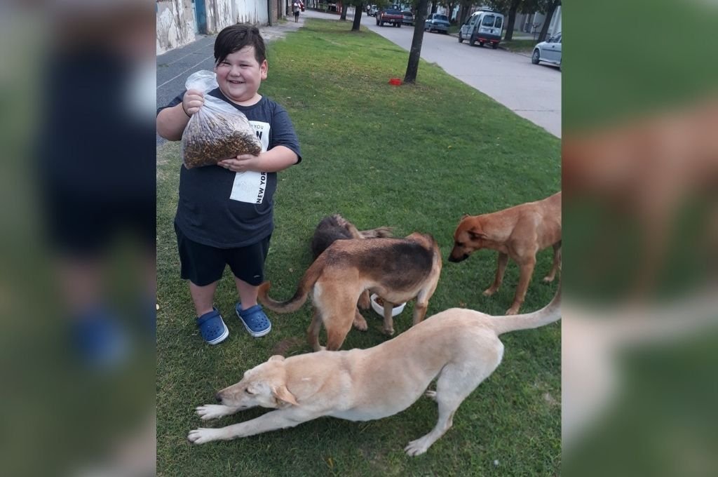 Qué hacer con perros en situación de calle y cómo ayudarles 3 Qué hacer con perros en situación de calle y cómo ayudarles