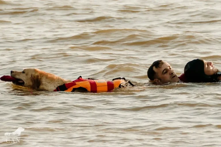 perros de rescate en accion juntos