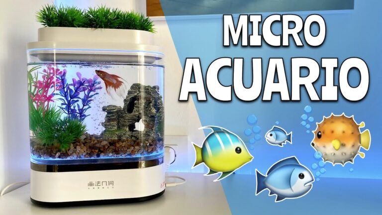 pez betta en acuario decorado