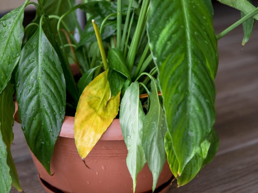 Por qué mi planta se pone amarilla y cómo puedo solucionarlo