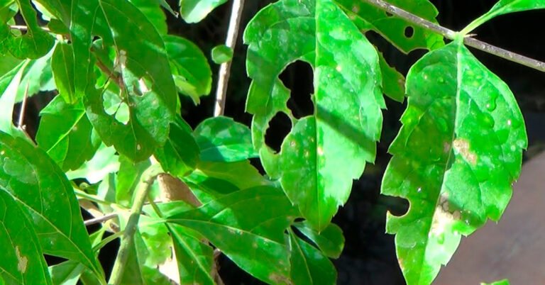 Cómo identificar los tipos de plagas en plantas y eliminarlas eficazmente 19 planta con plagas visibles y herramientas de jardineria