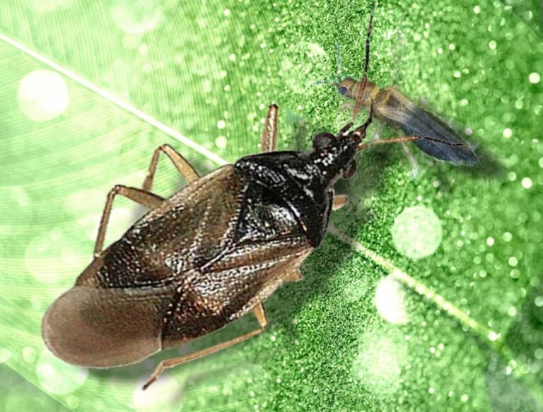 planta saludable con insectos en accion