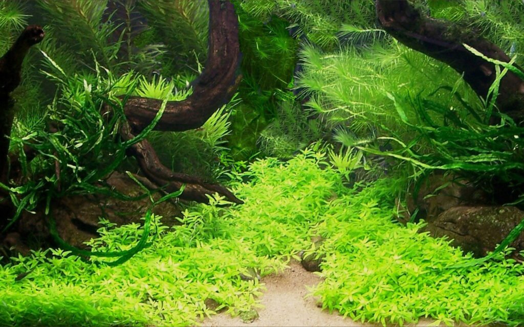 Qué plantas son las mejores para un acuario de agua dulce 6 Qué plantas son las mejores para un acuario de agua dulce