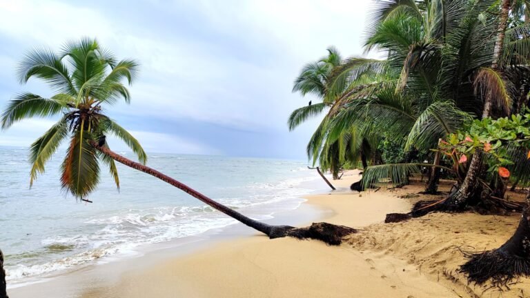 playas de manzanillo con palmeras
