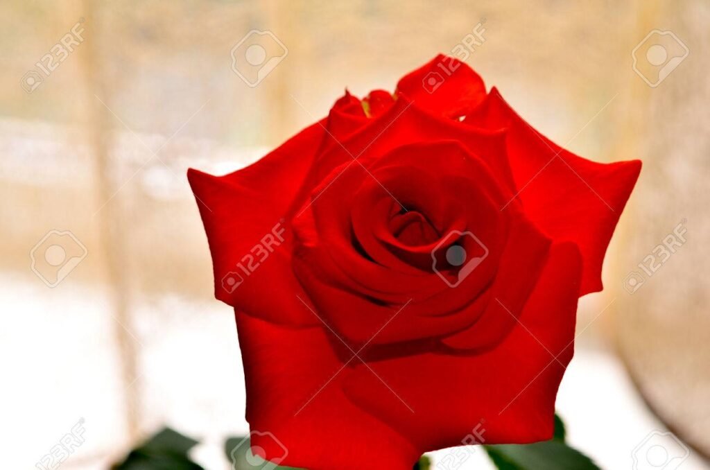 Qué es "La Rosa de Guadalupe" y cómo se relaciona con Click Clock 3 Qué es «La Rosa de Guadalupe» y cómo se relaciona con Click Clock