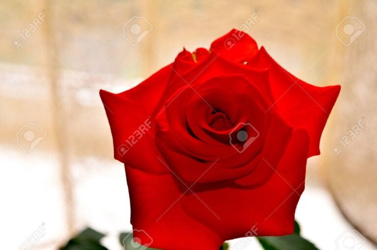 Qué es "La Rosa de Guadalupe" y cómo se relaciona con Click Clock 14 rosa roja sobre fondo neutral elegante