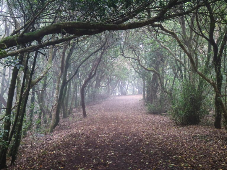 rutas en un bosque hacia el horizonte