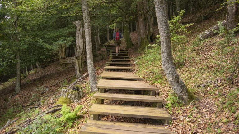 Qué cosas nunca dejamos atrás en nuestra vida personal y emocional 3 rutas que se cruzan en un bosque