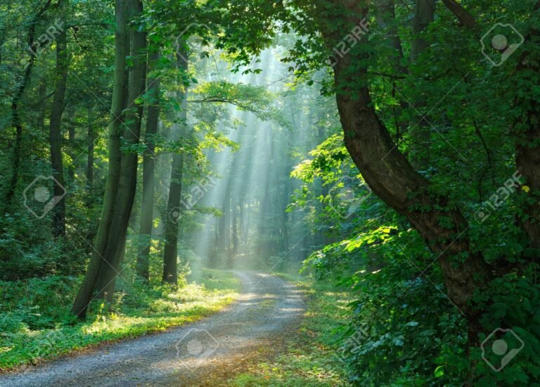 Qué frases motivadoras me ayudarán a seguir adelante en la vida 27 sendero iluminado en un bosque