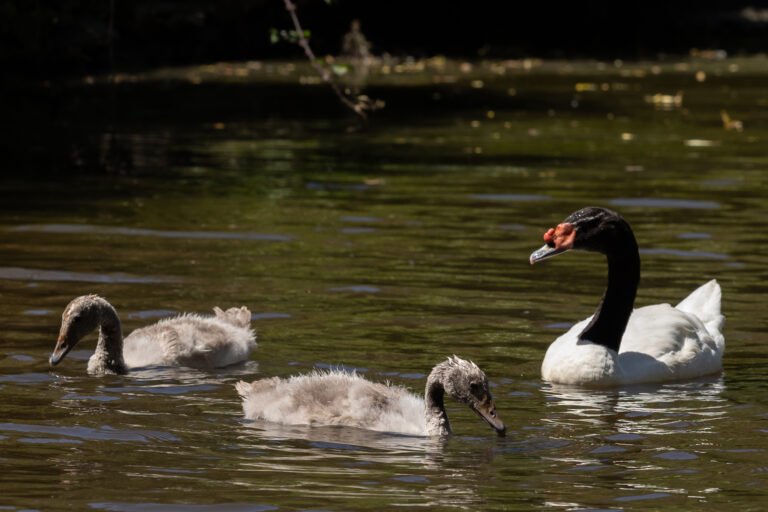 transformacion de un patito en cisne