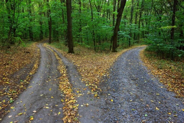 un camino bifurcado en un bosque