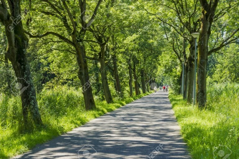 Qué enseña el pequeño tratado de las grandes virtudes sobre la vida 3 un camino rodeado de arboles verdes