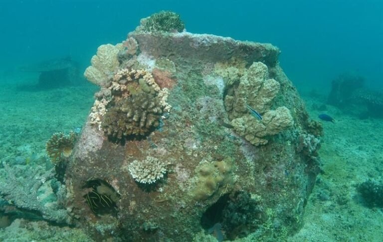 urnas biodegradables flotando en el mar