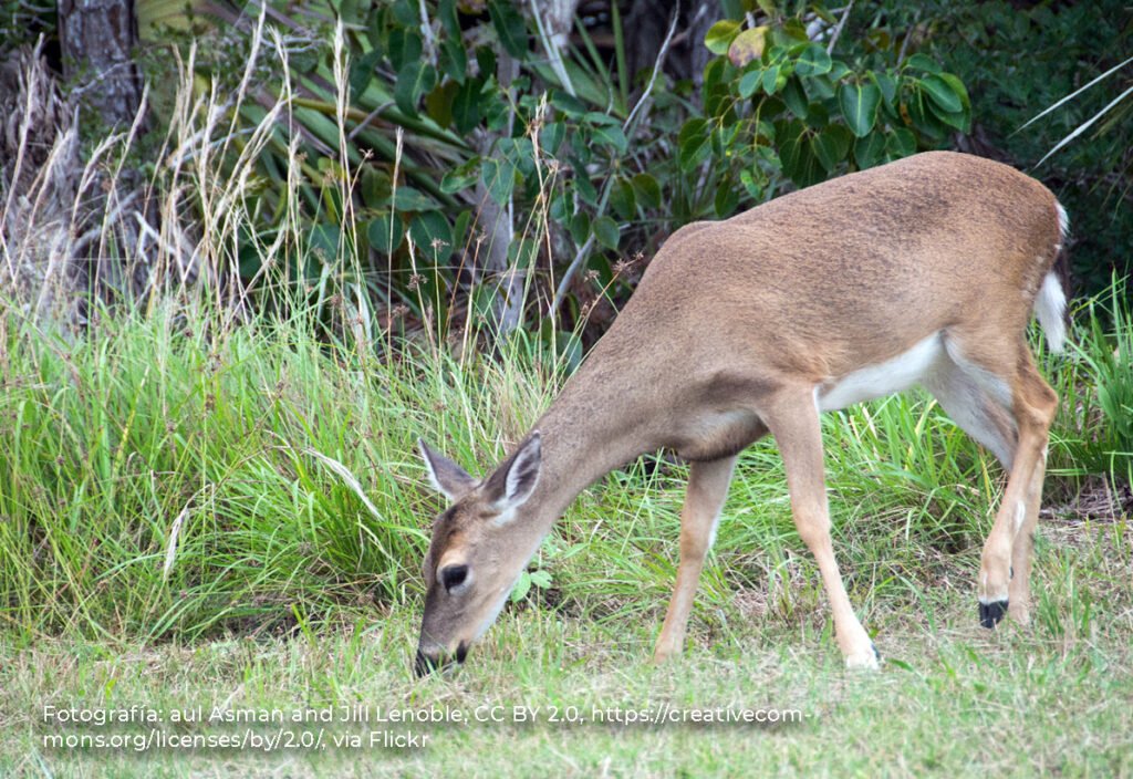 Cómo presentar un reclamo por venado cola blanca en México